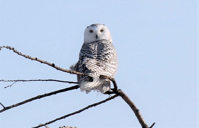 snowy owls Portage la Prairie, MB