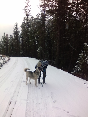 Snowy Dog Days Carmi, BC