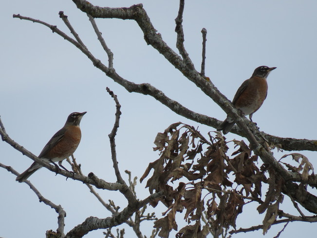 Robins Now R Winter Birds Dominion Arboretum, Ottawa, ON