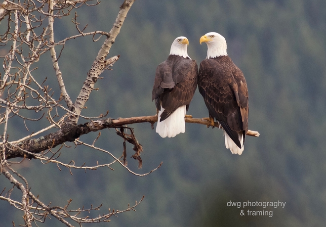 Adult bald eagle mates. Kamloops B.C.