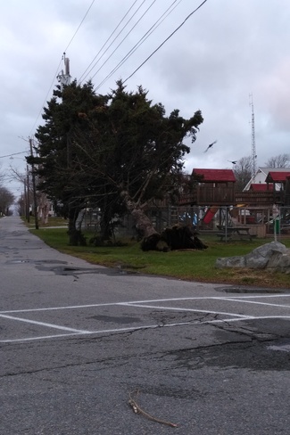 Tree Down After Last Night's Storm Lockeport, NS
