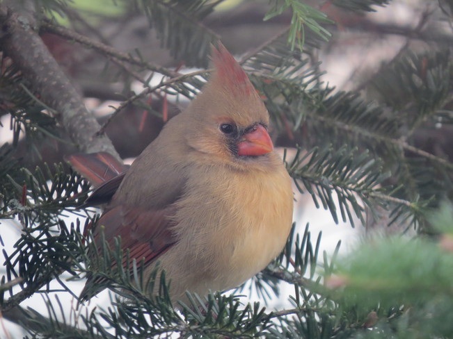 Cardinal femelle. Lac Magog, QC