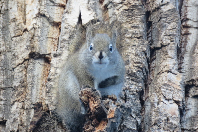 the Squirrel is looking at me Sherwood Park, AB