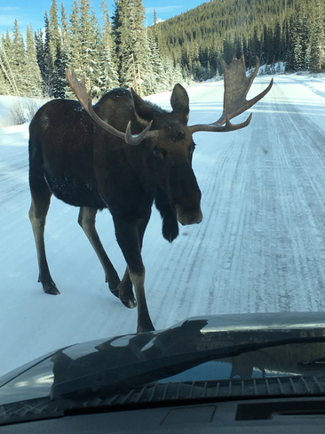 Moose in Kananaskis country Kananaskis, Alberta, CA