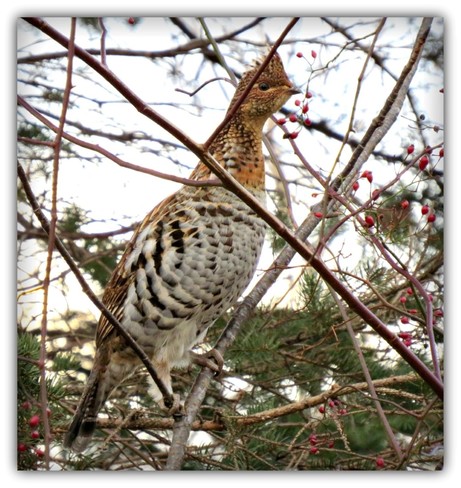 Ruffed Grouse Halifax NS Canada Purcell's Cove