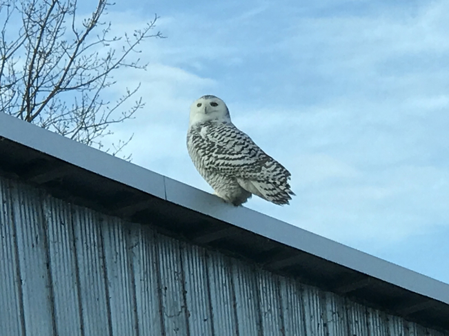 Snow Owl Old Cut, Ontario, CA
