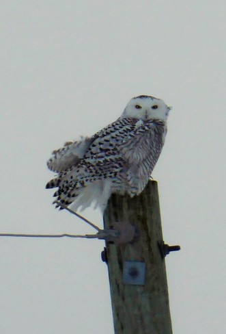 A Snowy Owl on a wintery Sunday near Atwood Atwood, ON