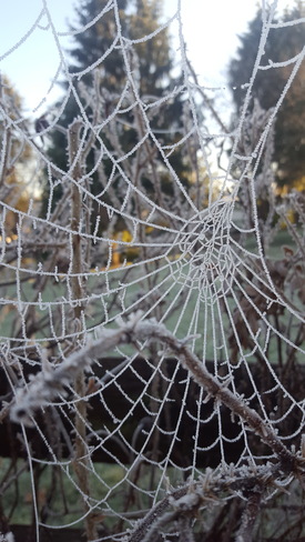 Frozen Spider Web Maple Ridge, BC