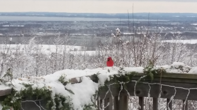 Cardinal on deck looking over Georgian Bay McMurchy Settlement, ON