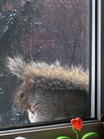 Chubby Squirrel .. Lasalle, Montreal, QC