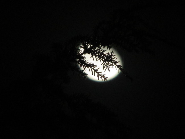 moon Surrey, BC