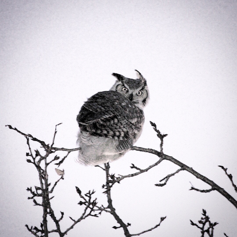 Owl Preeceville, Saskatchewan, CA