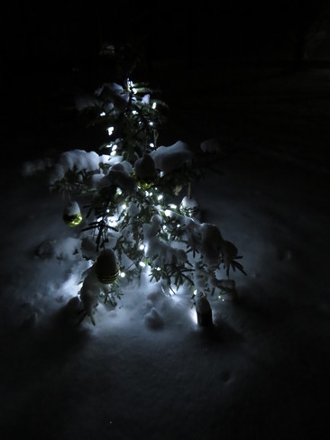 Snowy Christmas Tree Wainfleet, ON