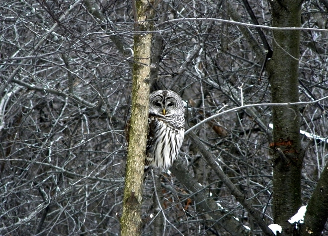 Barred owl Brampton, ON