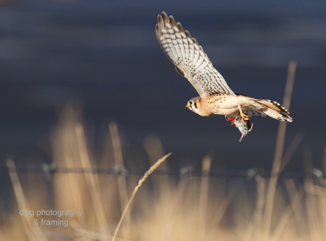 Birds in flight. Kamloops B.C.