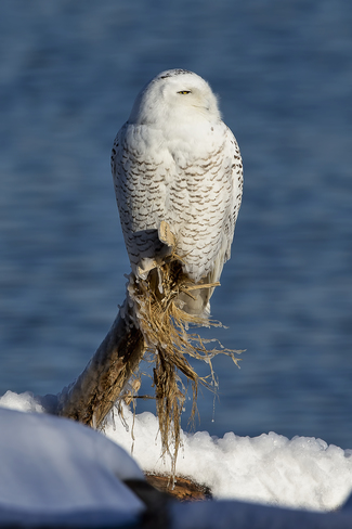 snowy owl Hamilton, ON
