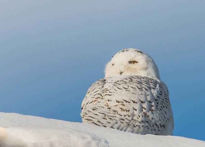 Snowy Owl 38 Fothergill Ct, Whitby, ON L1P 1L3, Canada