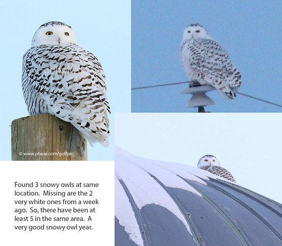 A 3 snowy owl day in Ottawa Ottawa, ON