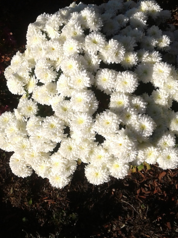 Mums bloomed into Dec Saanich, BC