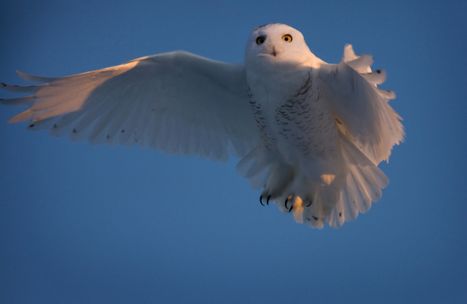 Snowy Owl SK-301, Pasqua, SK S0G 5M0, Canada