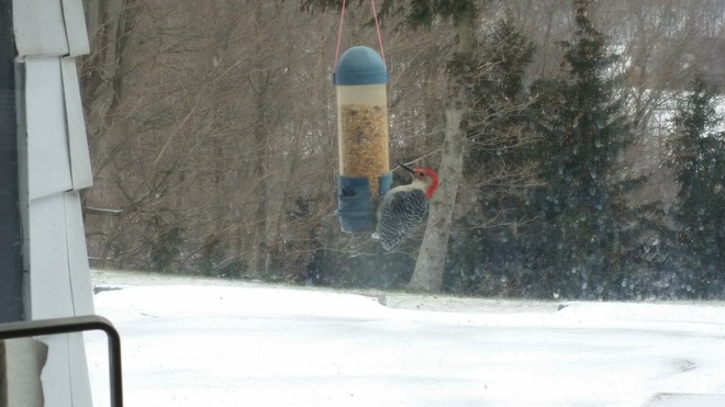Red bellied woodpecker St. Thomas, ON
