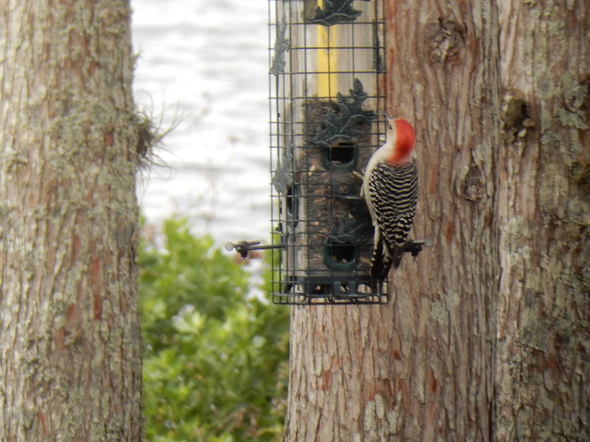 red bellied woodpecker Brandon, Florida, United States