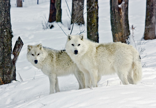 Un couple de loups arctiques QC-323, Montebello, QC J0V 1L0, Canada