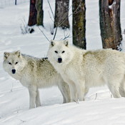 Un couple de loups arctiques