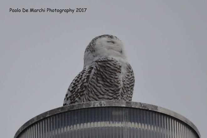Snowy Owl Cornwall, ON