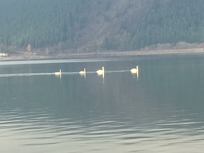 Swans a swimming Canoe, British Columbia, CA
