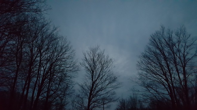 Tree tops at dusk Mississippi Mills, ON