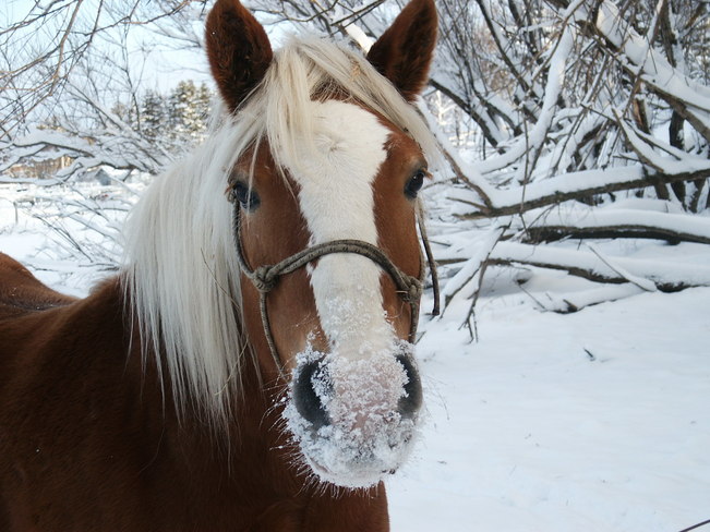 Les beaux chevaux en hiver... Matane, QC