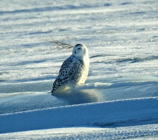 snowy owl Morse, SK
