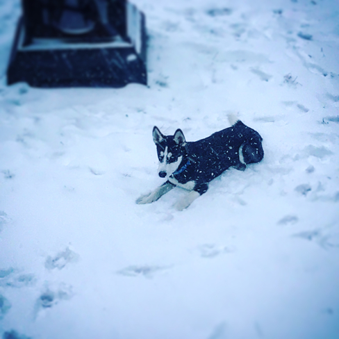 Les huskies adorent la neige. Salaberry-de-Valleyfield, Québec, CA