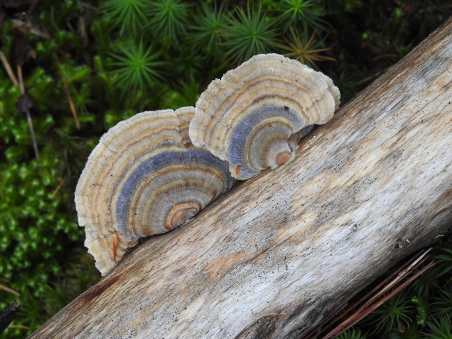 Beauty in Mushroom's Sackville Nova Scotia