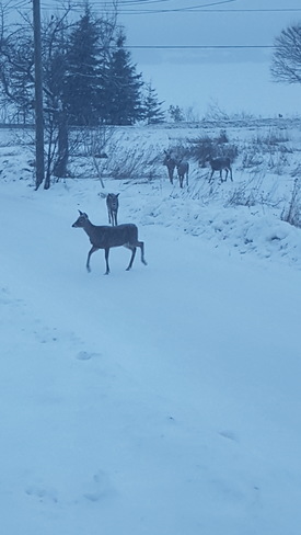 Morning visitors playing in the snow Miramichi, NB