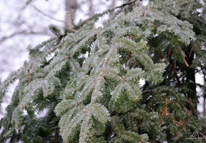 Frozen Pine! Cantley, QC