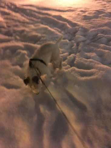 Piper in the snow Ajax, Ontario, CA