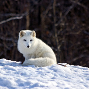 Renard blanc / White fox