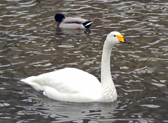 ~ the winter white swan ~ Owen Sound, ON