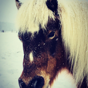 Petit poney sous la neige
