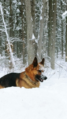 Belle journÃ©e d'hiver avec mon chien ðŸ˜ Victoriaville, QC