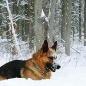 Belle journÃ©e d&#39;hiver avec mon chien ðŸ˜