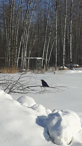 Raven at rest.... Fort McMurray, AB