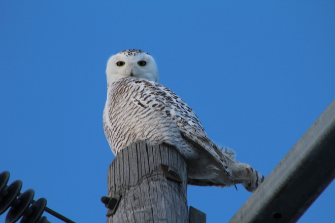 Snowy Owl Spotting Napanee, ON