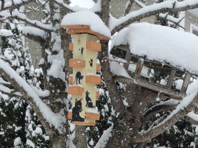 Snowing too much even for the birds. Creston, BC