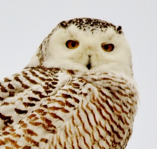 snowy owl close up Essex County, ON