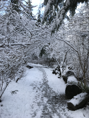 Winter in the forest North Vancouver, British Columbia, CA
