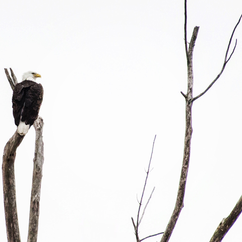 Bald eagle Rondeau Park, Ontario, CA