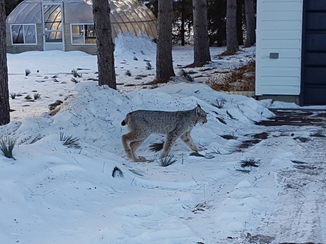 Lynx walking through the snow! Shuniah, ON